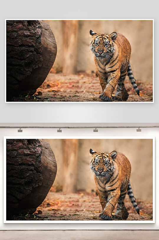 老虎漫步林间落叶地-众图网