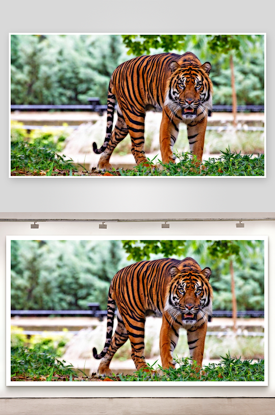 老虎漫步绿意盎然的自然环境-众图网