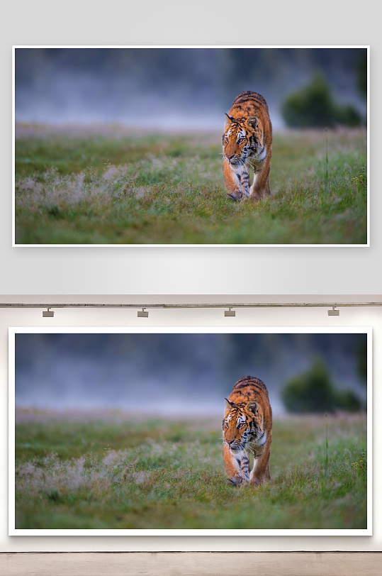 老虎漫步草丛间照片摄影-众图网