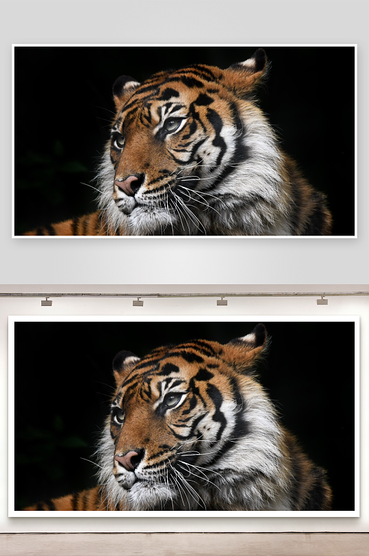 老虎特写威严与优雅的完美结合-众图网