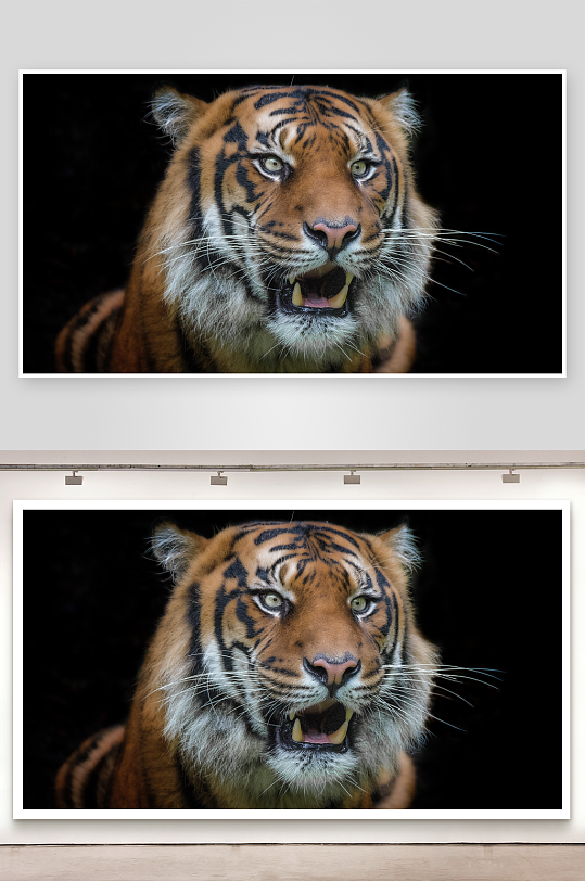 老虎特写威严与力量的象征-众图网