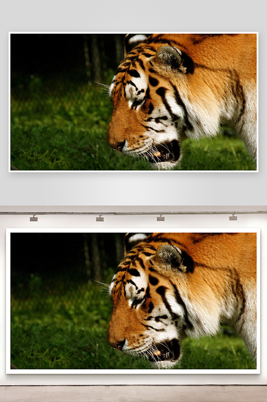 老虎特写威严与自然之美-众图网