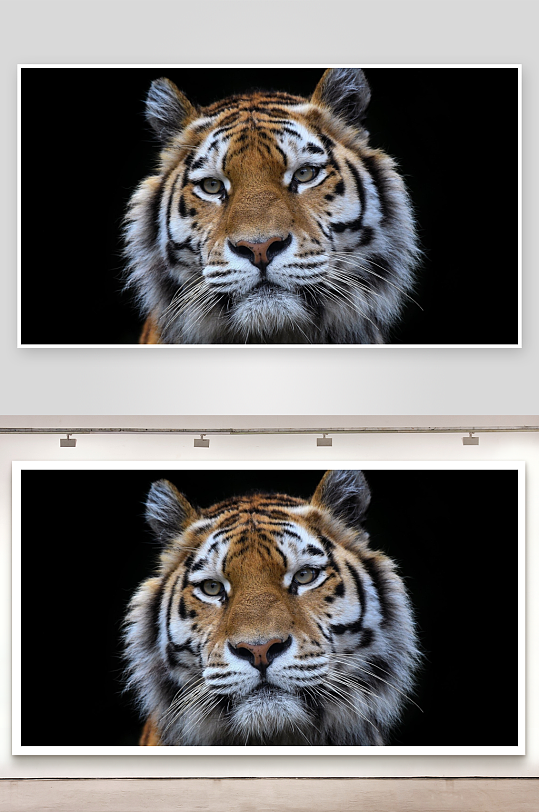 老虎特写威严眼神直视镜头-众图网