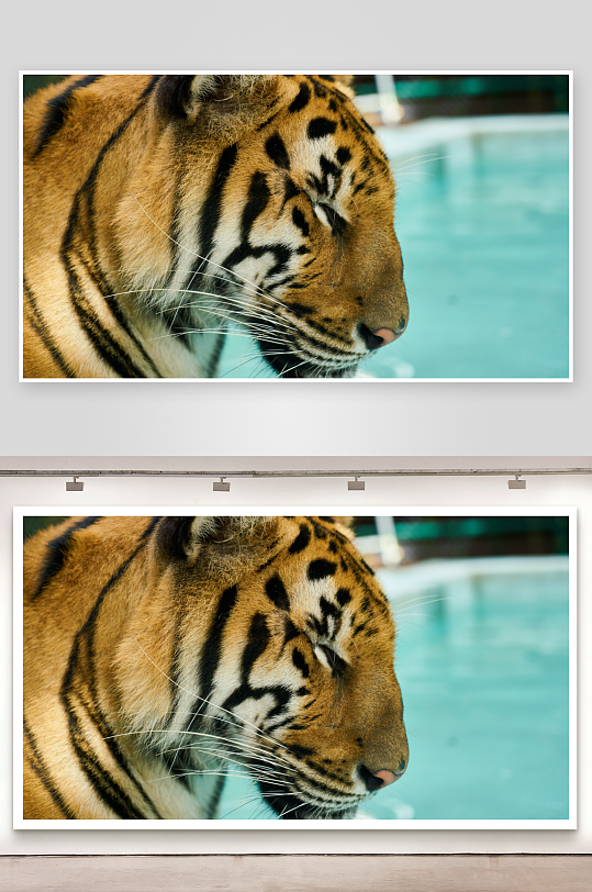 老虎特写斑纹与胡须细节-众图网