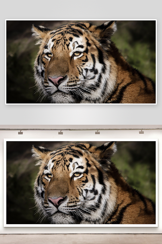 老虎特写眼神犀利-众图网