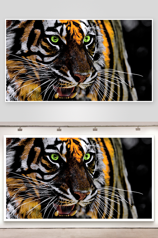 老虎特写眼神锐利-众图网