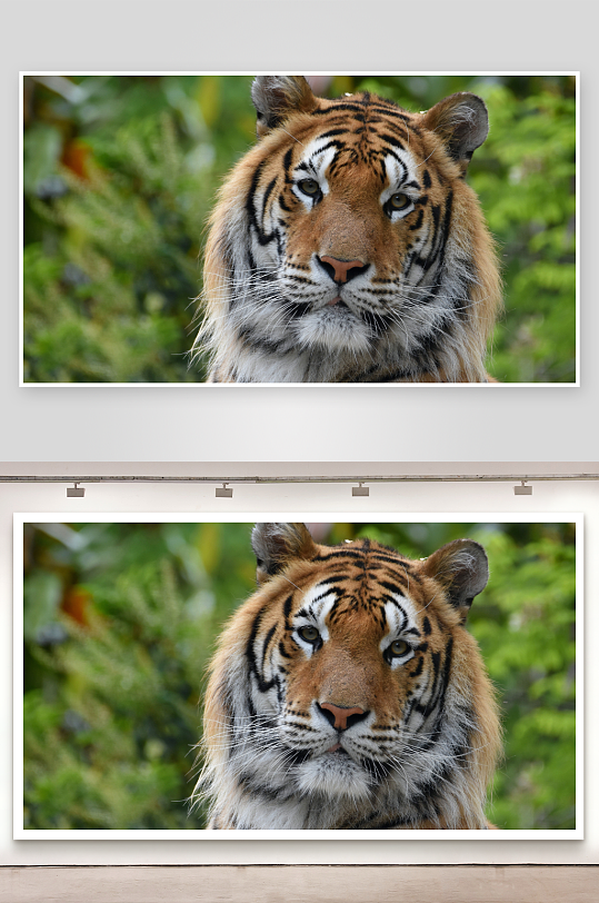 老虎特写镜头眼神锐利-众图网