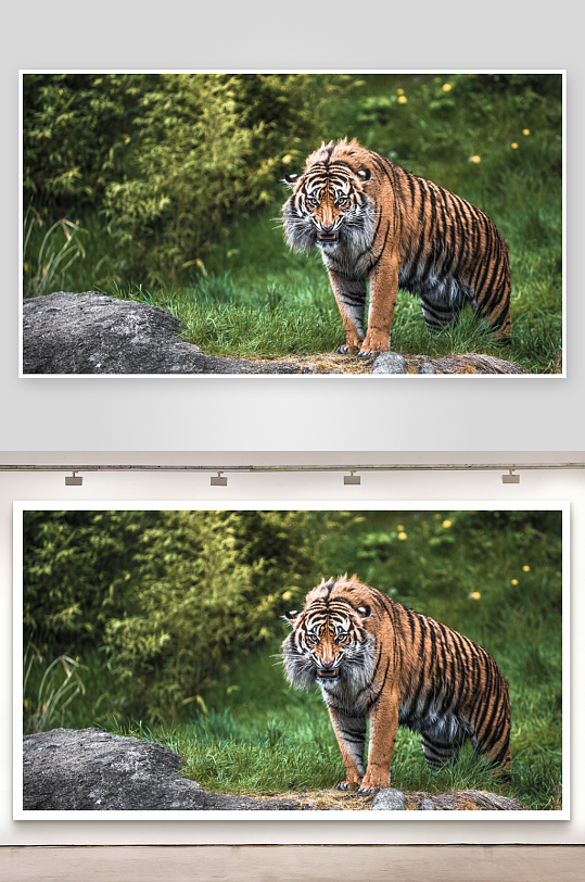 老虎站立岩石上凝视前方-众图网