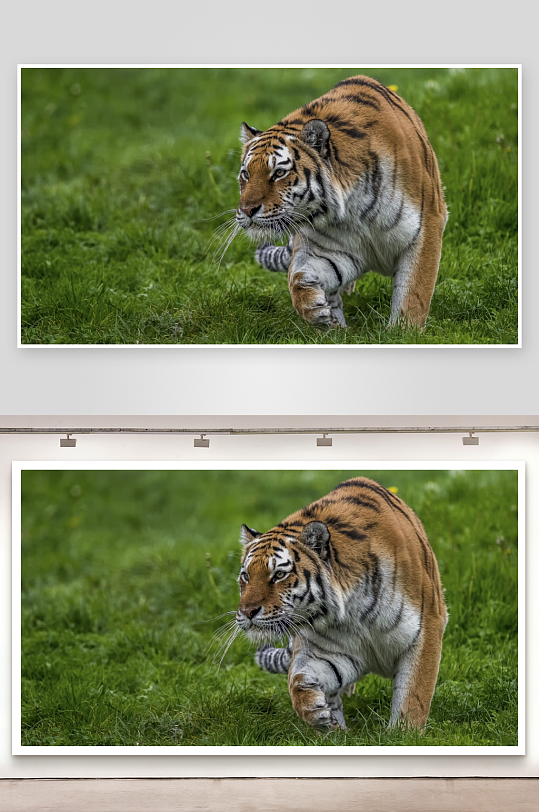 老虎草地行走照片摄影-众图网