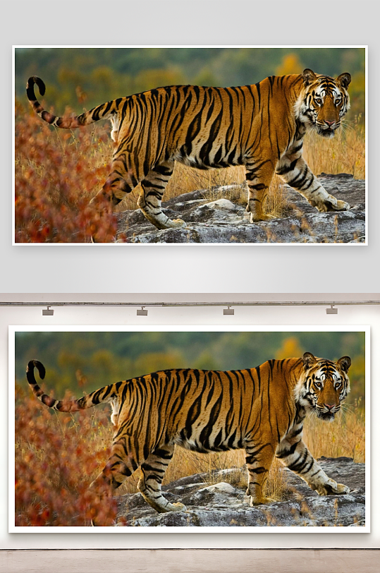 老虎行走在岩石上-众图网