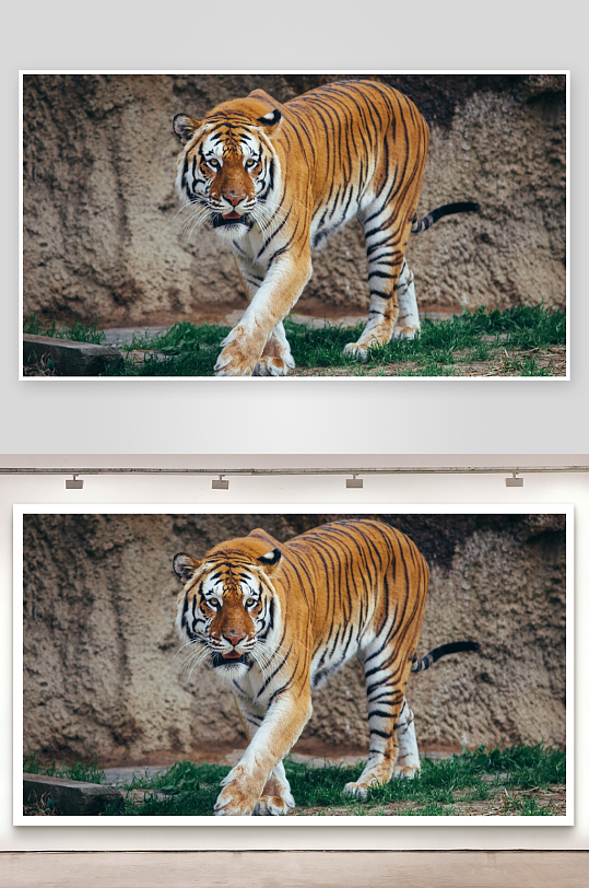 老虎行走特写照片摄影-众图网