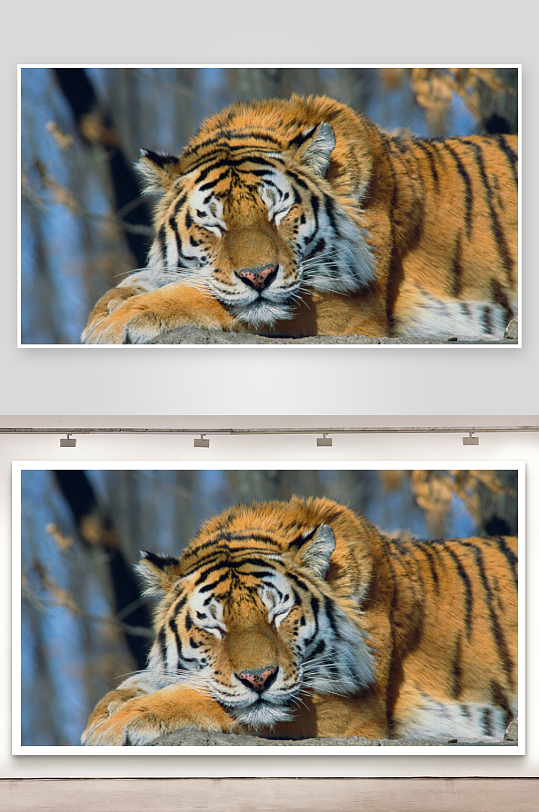 老虎闭眼休息姿态安详-众图网