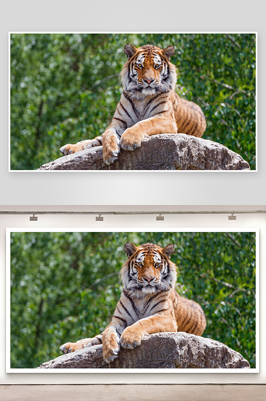 老虎静卧岩石上照片摄影-众图网