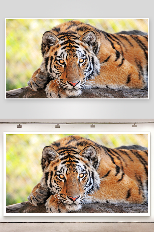 老虎静卧岩石上凝视镜头-众图网