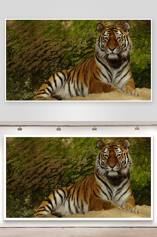 老虎静卧岩石之上-众图网