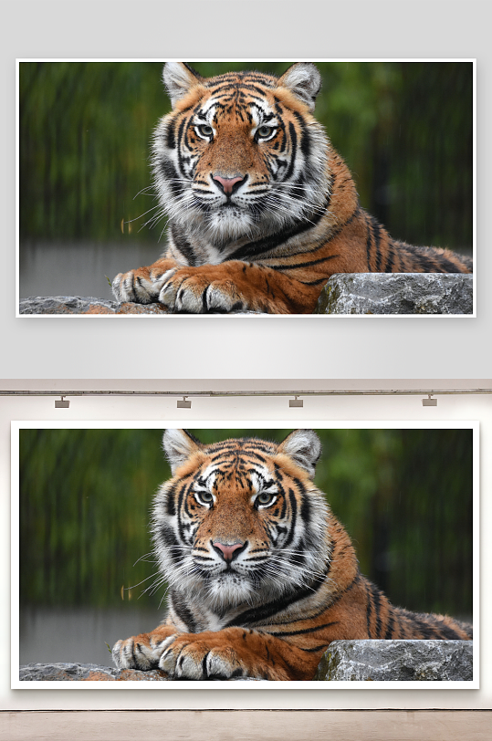 老虎静卧岩石凝视前方-众图网