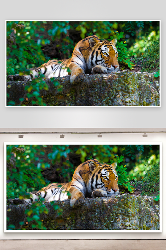 老虎静卧岩石绿植环绕-众图网