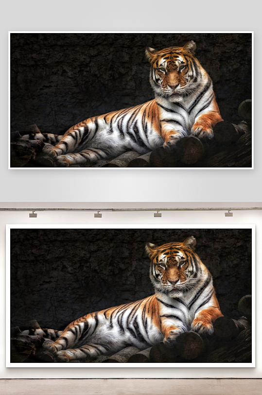 老虎静卧岩石间照片摄影-众图网