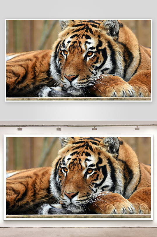 老虎静卧特写眼神锐利-众图网