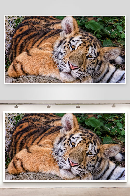 老虎静卧绿植间照片摄影-众图网