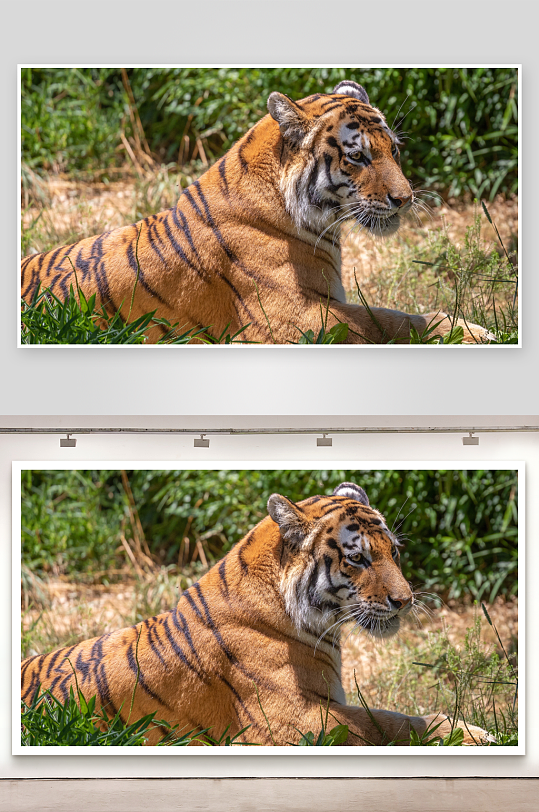 老虎静卧草丛中照片摄影-众图网