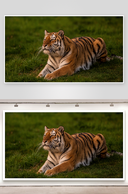 老虎静卧草地专注凝视-众图网