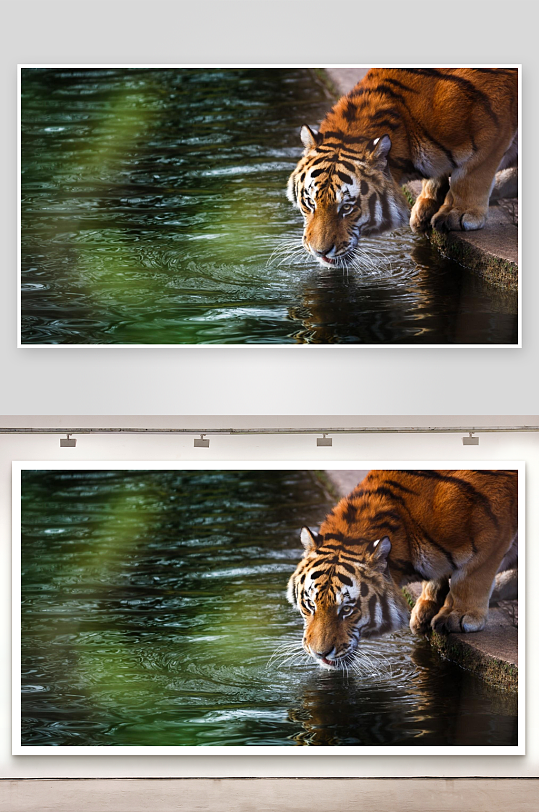 老虎饮水瞬间照片摄影-众图网