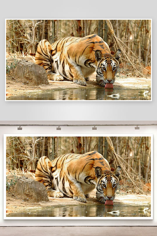 老虎饮水瞬间特写-众图网