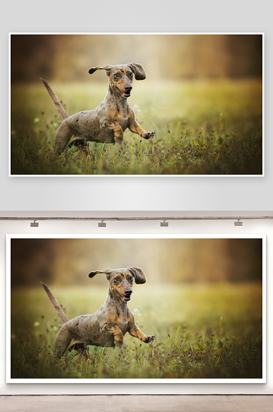 腊肠犬草地奔跑活力十足-众图网