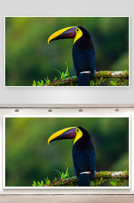 色彩斑斓巨嘴鸟栖息枝头-众图网