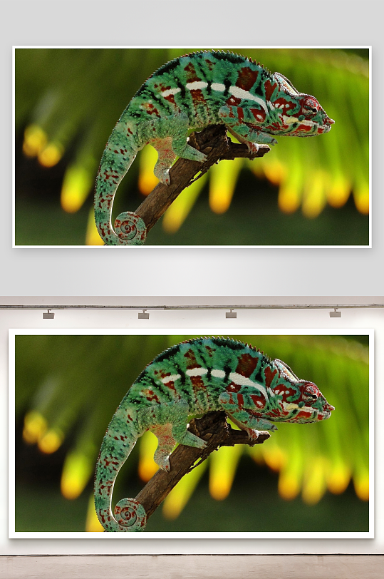色彩斑斓的变色龙栖息于树枝-众图网