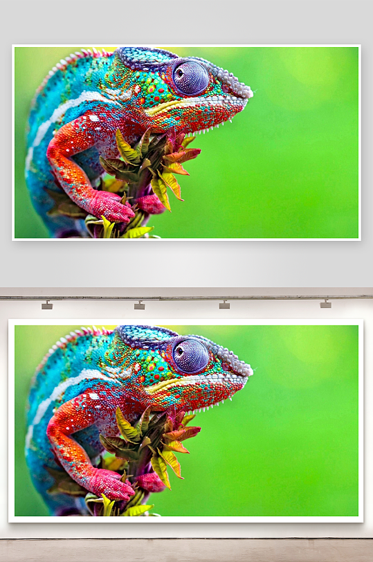 色彩斑斓的变色龙栖息于绿叶之上-众图网
