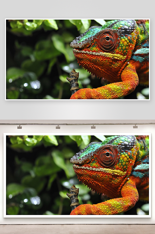 色彩斑斓的变色龙特写-众图网