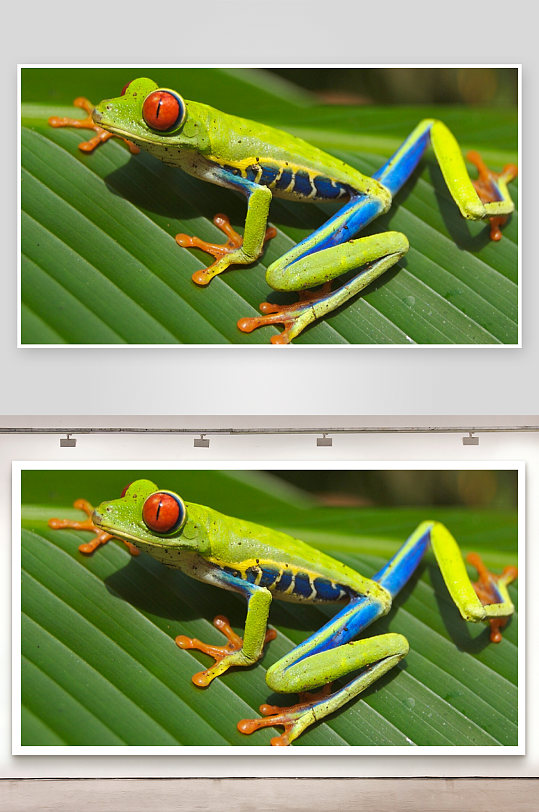 色彩斑斓的树蛙栖息绿叶之上-众图网