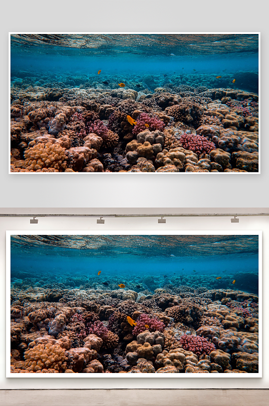 色彩斑斓的海底珊瑚礁景观-众图网