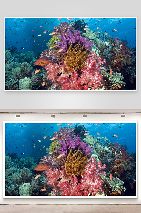 色彩斑斓的海底珊瑚礁生态-众图网