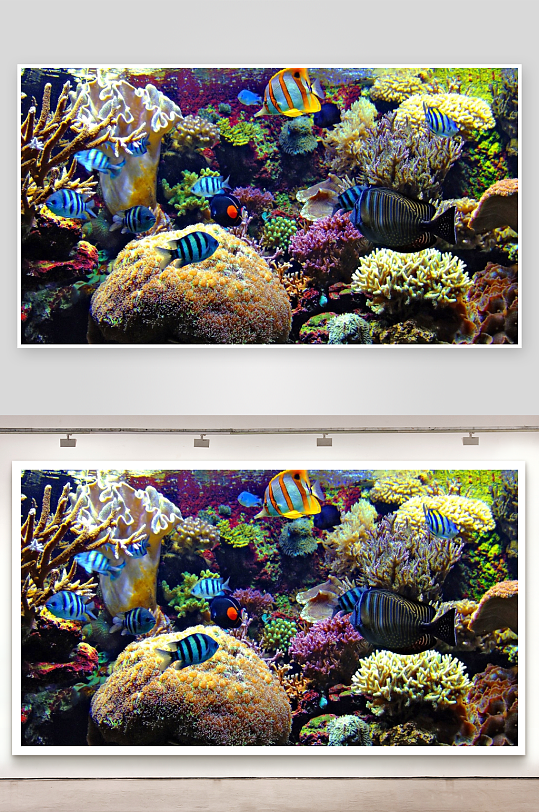 色彩斑斓的海底珊瑚鱼群-众图网