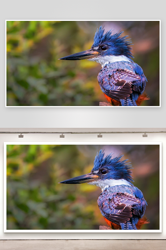 色彩斑斓的翠鸟栖息于枝头-众图网