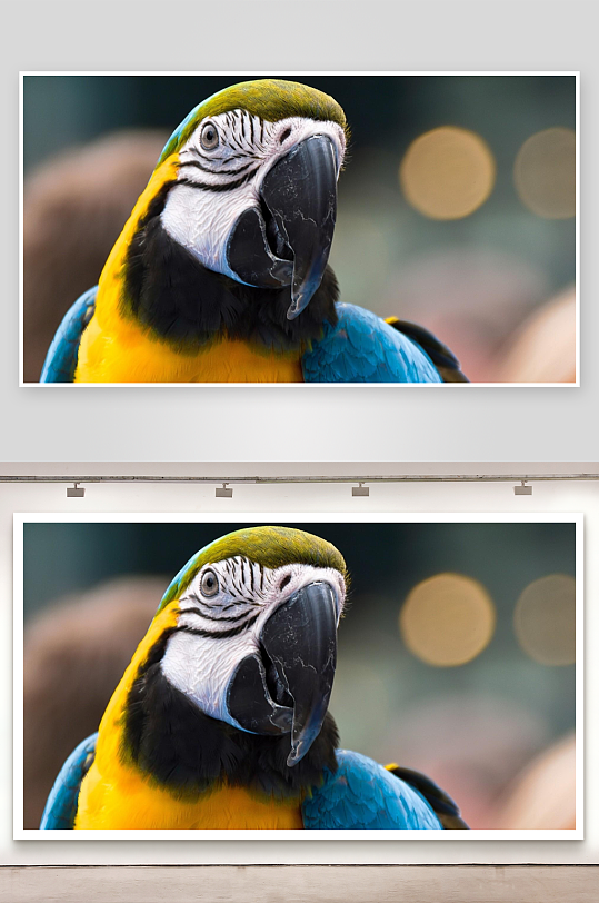 色彩斑斓的金刚鹦鹉特写-众图网