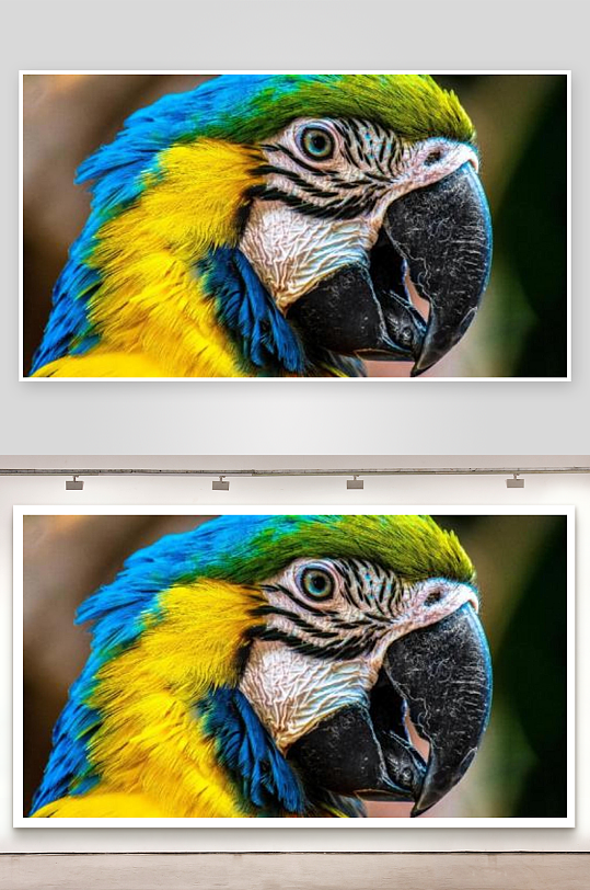 色彩斑斓鹦鹉特写镜头-众图网