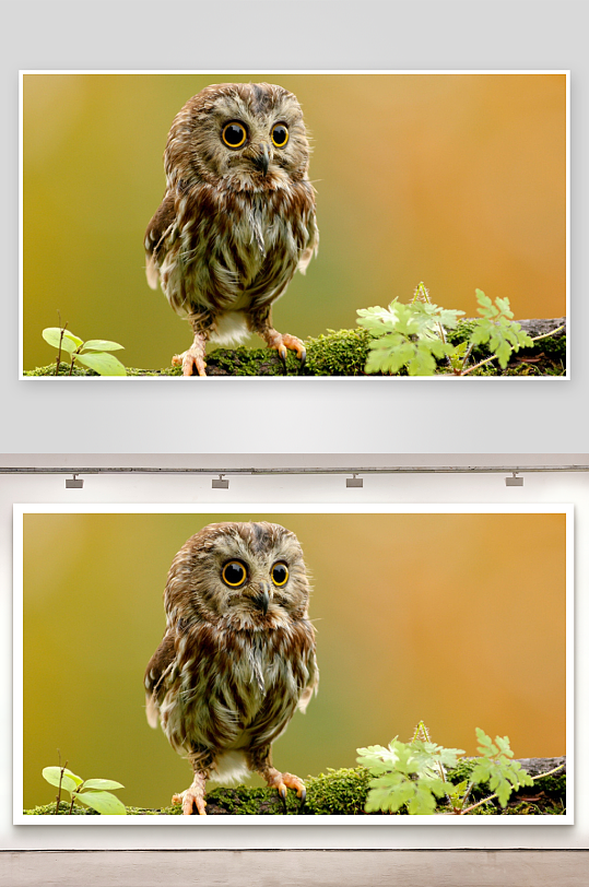 萌态猫头鹰栖息苔藓枝头-众图网