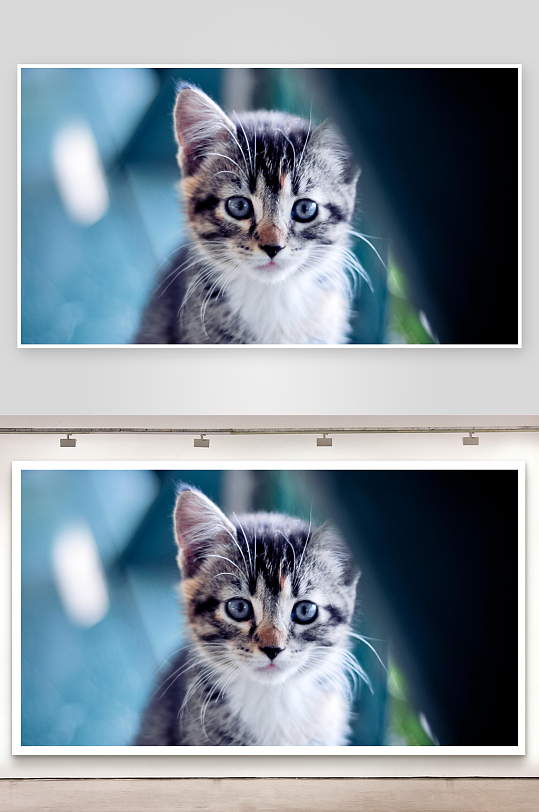 萌猫凝视蓝眼灰白小猫特写-众图网