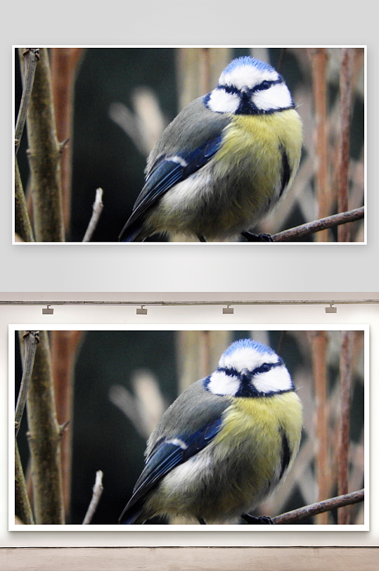 蓝山雀栖息枝头特写-众图网