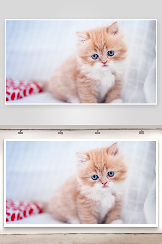 蓝眼橘猫萌态可掬-众图网