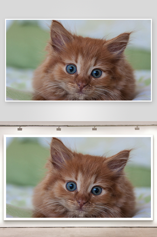 蓝眼橘猫萌态特写-众图网