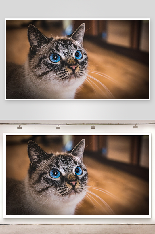 蓝眼猫咪凝视镜头-众图网