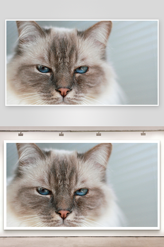 蓝眼猫咪特写温柔凝视-众图网