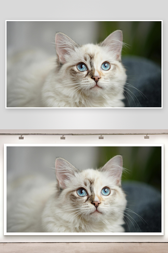 蓝眼猫咪特写眼神专注-众图网