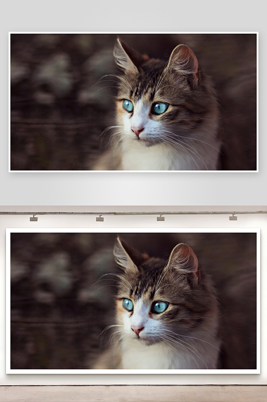 蓝眼猫咪特写眼神迷人-众图网