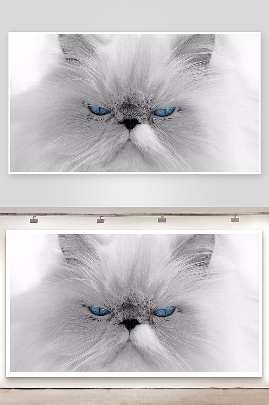 蓝眼白猫特写毛发细腻眼神锐利-众图网